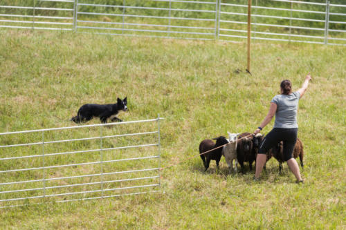 Stefi Praakli ajab koeraga Ettie lambaid aedikusse